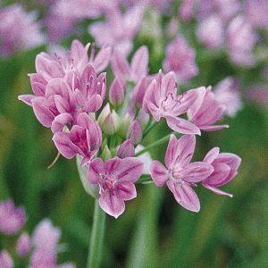 Allium roseum