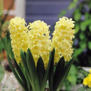 Hyacinth City of Haarlem