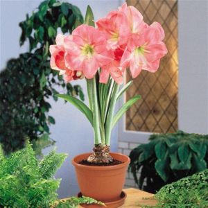 Amaryllis Hercules Salsa