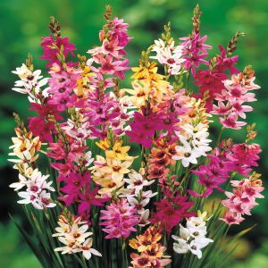 Ixia Mix B