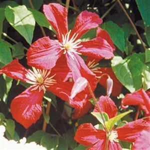 Clematis viticella Mad Julia Corevon