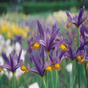 Iris hollandica Tigers Eye