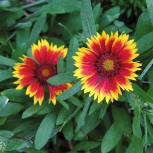 Gailardia 'Kobold'