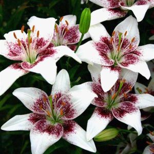 Lilium asiatic Cecil