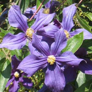 Clematis The President