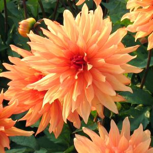 Dahlia Autumn Fire