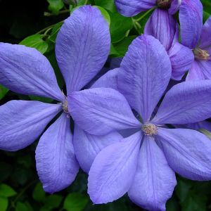 Clematis Mrs. Cholmondeley