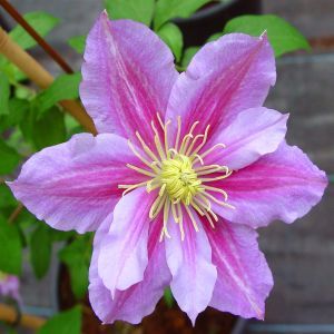 Clematis patens Piilu