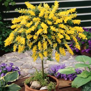 Standard Cytisus Golden