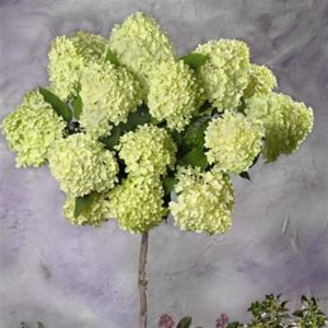 Standard Hydrangea panniculata green