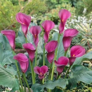 Zantedeschia Marlies