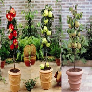 Malus dom. - Pyrus dom. Collection