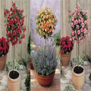 StdRoseRedPinkBiColourColl