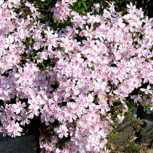 Phlox subulata Candy Stripe
