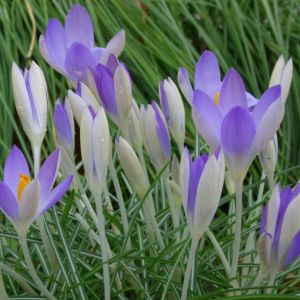 Crocus tommasianus Lilac Beauty 1