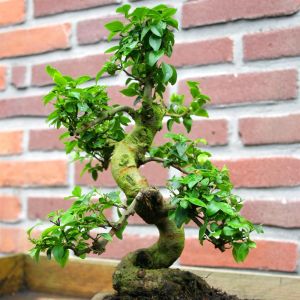 Ligustrum 6 years old 20 cm Planter