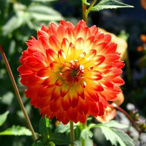 Dahlia Decorative Red & Golden