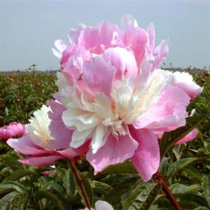 Paeony Sorbet b