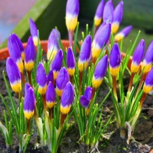 Crocus sibirie sp. Tri Colore