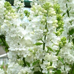 Syringa vulgaris White