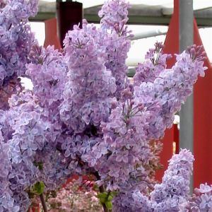 Syringa vulgaris Lilac Blue