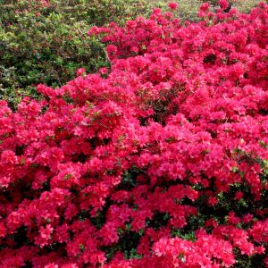 Rhododendron Jap. Azalea Hino Crimson