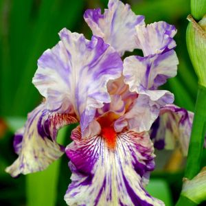 iris barbata Peach Jam