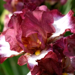 Iris barbata Crinoline