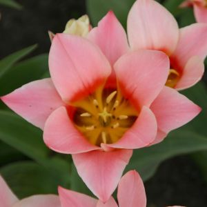 Tulip Greigii Rosana 2