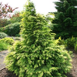 Chamaecyparis lawsoniana Sunkist