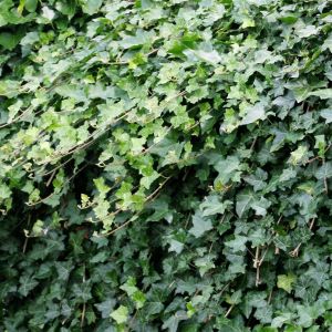 Hedera helix Thorndale