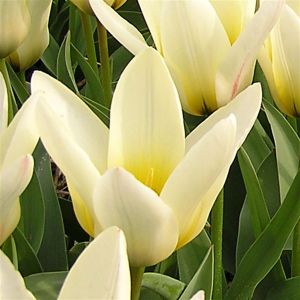 Tulip Fosteriana Concerto