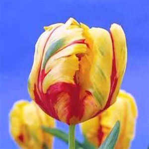 Tulip parrot Texas flame