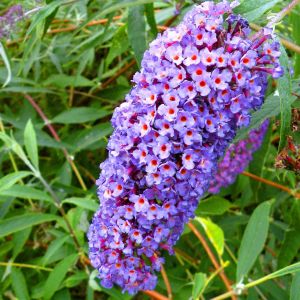 Buddleia davidii Blue