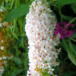 Buddleia White