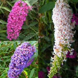Coll Buddleia Blue Pink White 2