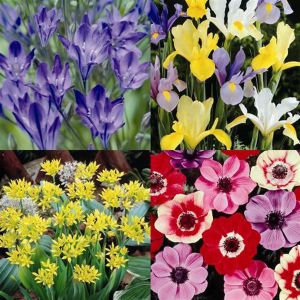 160 Bulbs Coll. in 4 Varieties