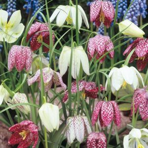 Fritillaria meleagris