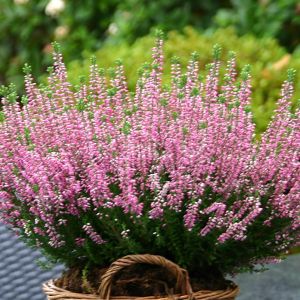 Heather Pink (Caluna Vulgaris Pink)