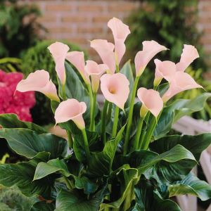 Zantedeschia Pink