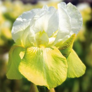 Iris barbata Tulip Festival