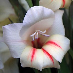Gladioli Halley