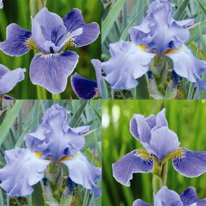 Iris Combo  barbata  Metal Blue - sibirica Silver Edge