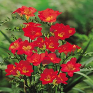 Freesia enkel rood