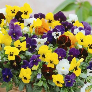Large flow. Pansies