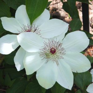 Clematis Miss Bateman