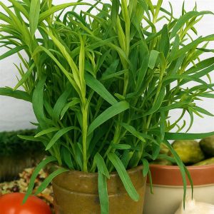 3 1060 Tarragon picture