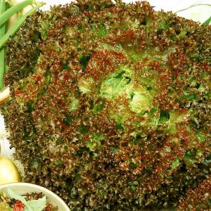 3 2669 Lettuce 'Lolla Rossa'