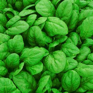 3 2796 Spinach