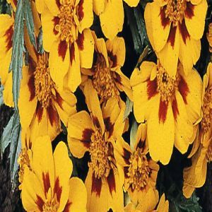 1 4790 French Marigold 'Granada'
